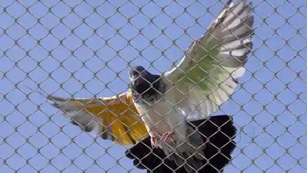Anti Bird Safety Nets